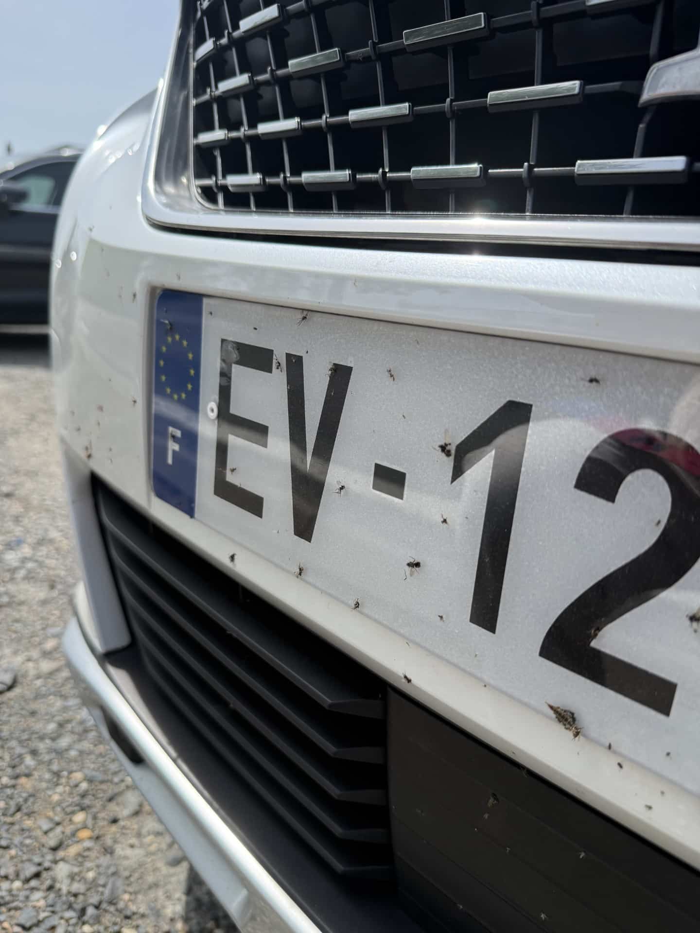 Bugs Matter : Comment votre plaque d'immatriculation aide la science